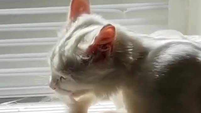 Dog Finds Cat In Her Bed, Throws Epic Temper Tantrum