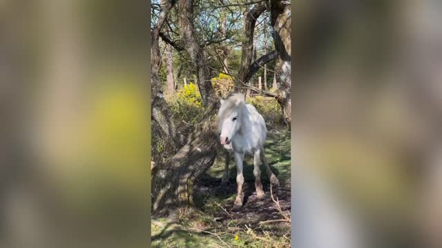 AH THAT FOALS GOOD: My Tickled Pony Uses Its Horse Sense