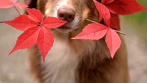 Dogs | dog | doggy | dogslove | doglover | puppy | doggylove | pets | pet | petlover | animals