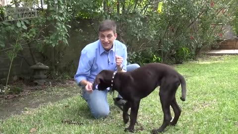 How to Teach your Dog to Stay in 3 Steps Force Free!