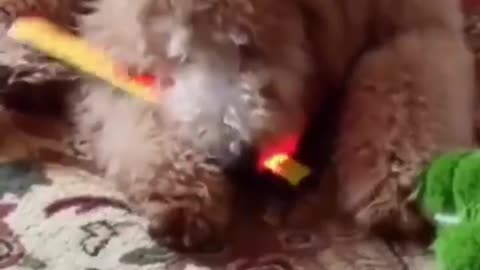 Funniest animals 2023 🐱In tiktok 😂 Funny and Fails Pets Video