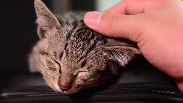 Best Friend -Cute and Funny Animals