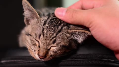 Best Friend -Cute and Funny Animals