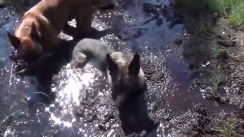 Wach the funniest dogs u will laugh very funny.