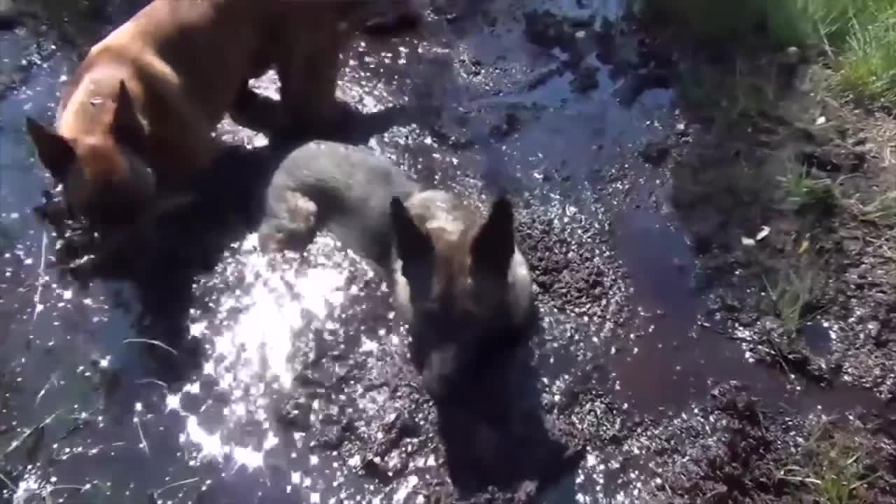 Wach the funniest dogs u will laugh very funny.