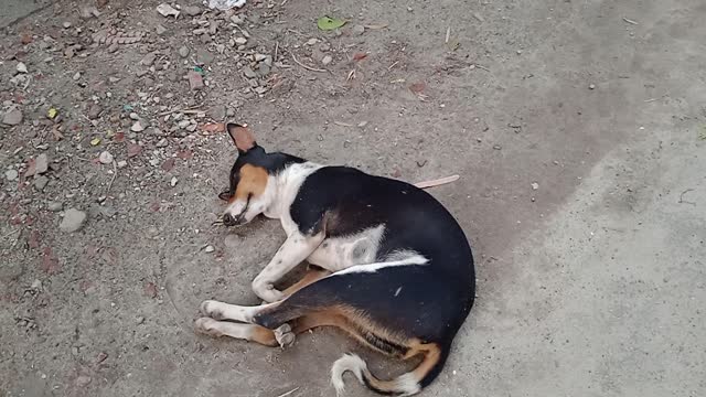 Three dog's sleeping in morning because after night security