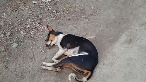 Three dog's sleeping in morning because after night security