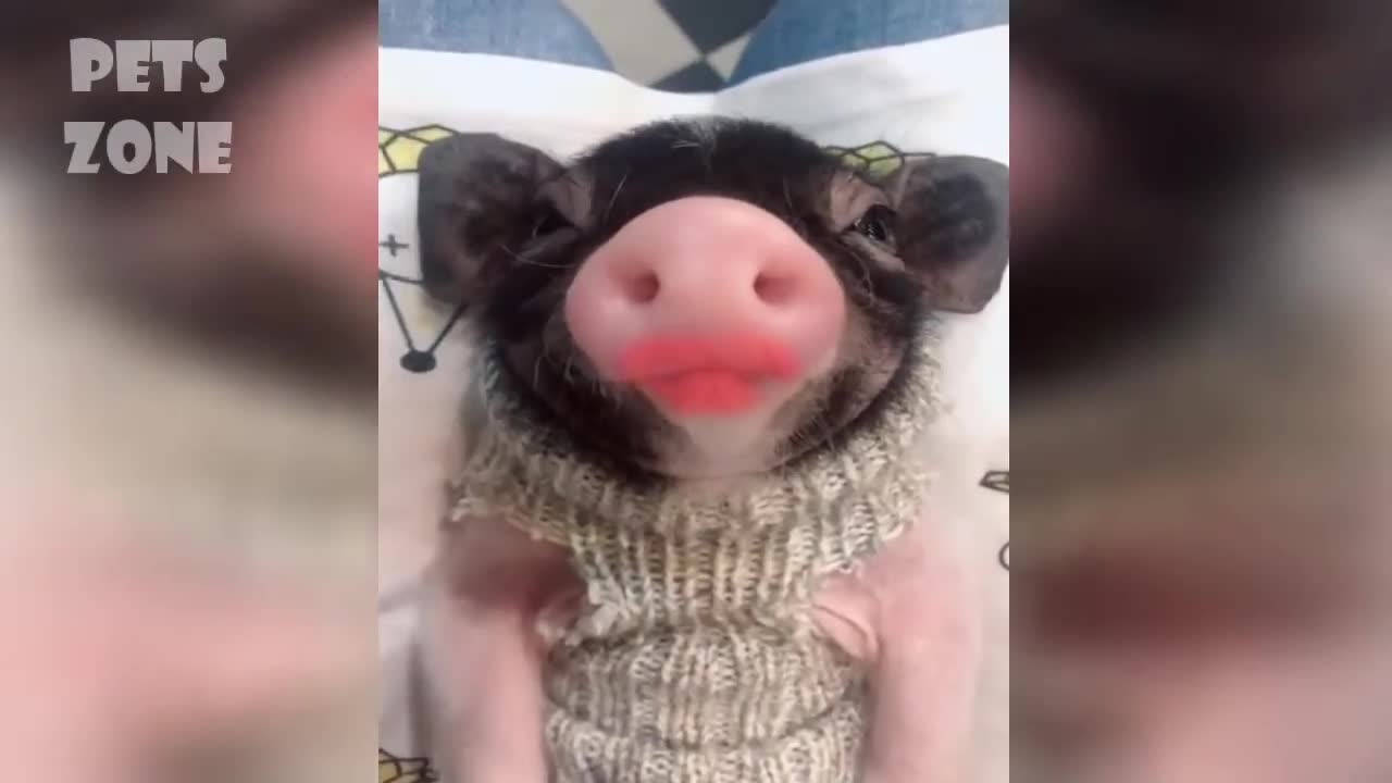 Funny video dog baby very conversation video animals
