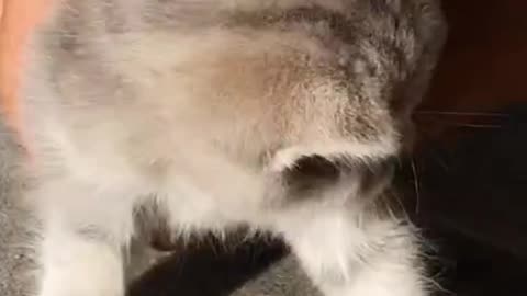 Cute kitten plays with man.