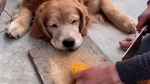 Rule of the dog world: If you drop it, it's mine