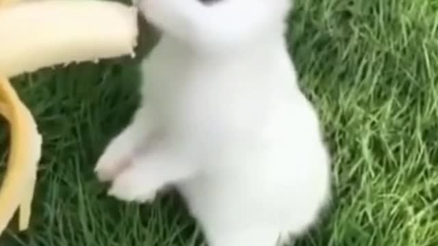 Watch this video of cute animals if you’re stressed