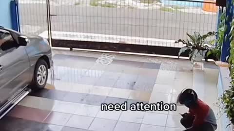 Funny Cat