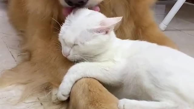 There are no animals on earth, it is a lifeless world