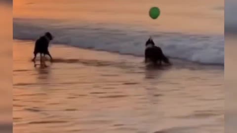 The dog chasing the balloon is also too happy