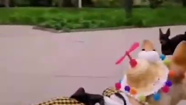 Funny Video- Animal