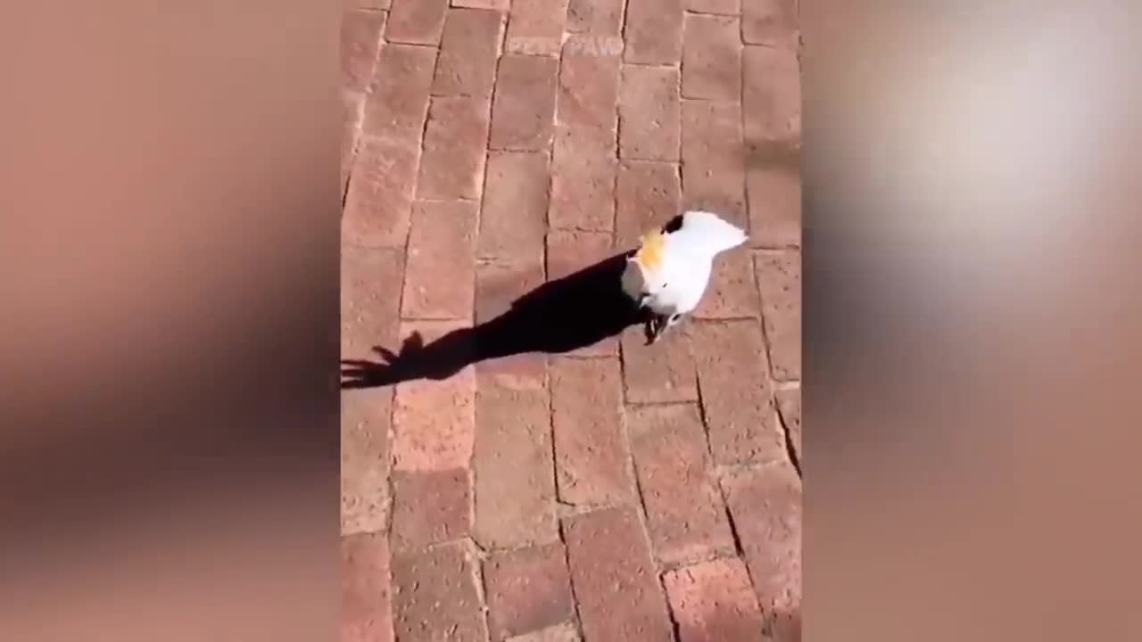 Smart And Funny Parrots Parrot Talking Videos Compilation Super Dogs