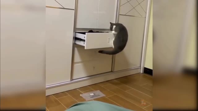 Cute Cats managing their bed and searching a place for hiding