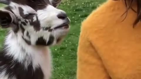 talking goat#goat
