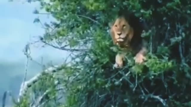 Time to high fly.. Lion..