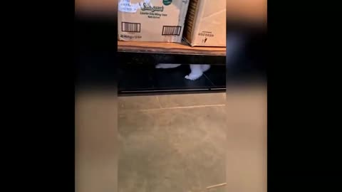 Battle under the table!