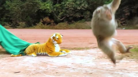 Fake Tiger prank monkey to run fast.