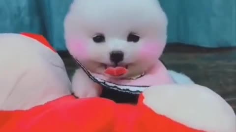 Dogs video how to you dog cartoon how popular doggy how to you doggy
