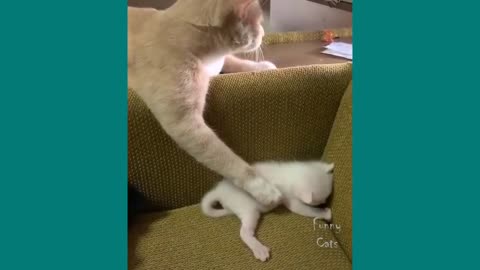 Funny cats