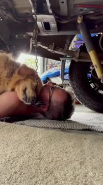 Dog Hugs Man While Lying on His Chest When He Tries to Work Under His Car