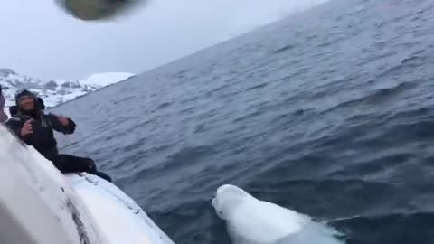 This playful beluga whale fetching a rugby ball