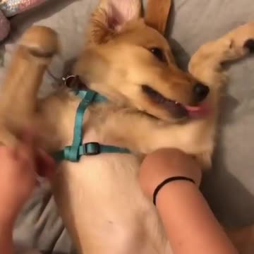 When your puppy has a dream of flying You can give him just the feeling of flying for now