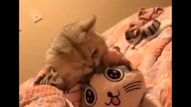 Funniest Cats 😹 - Don't try to hold back Laughter 😂 - Funny Cats Life
