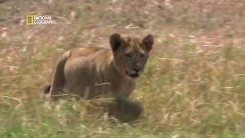Botswana s Green Ecosystem _ Africa s Deadliest _ हिंदी _ #NatGeoIndia