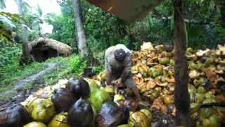 Removing Coconut husk