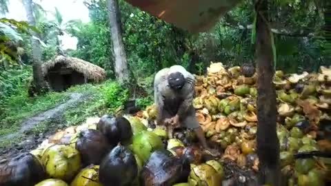 Removing Coconut husk