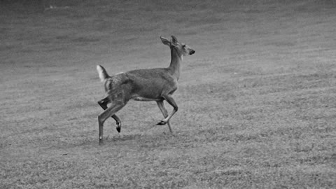 Kasturi Deer That Have Odor-Producing Glands.