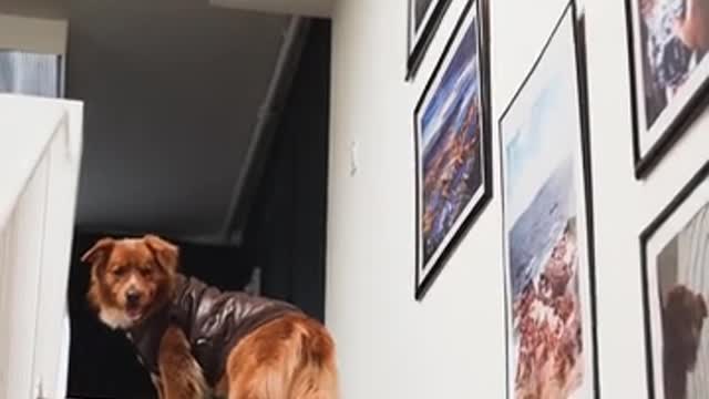 Cute dog hill clilim