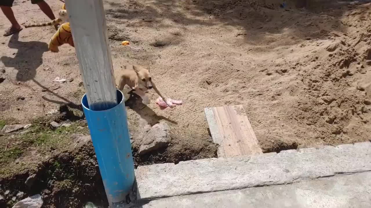 Wow Nice Prank! Fake Tiger Prank Dog Rn Funny Action 2021