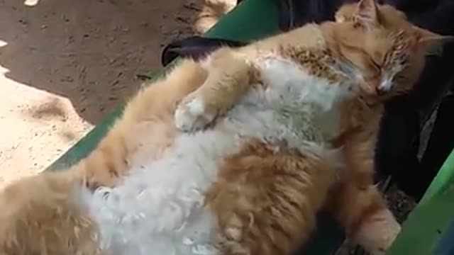 gatos mimados
