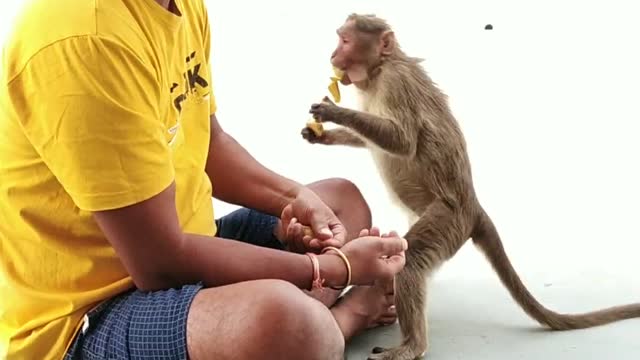 Wildlife with hanuman G man and cute monkey eat video