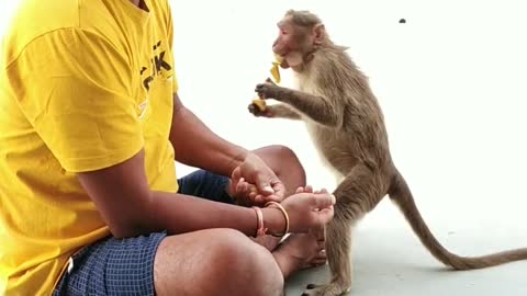 Wildlife with hanuman G man and cute monkey eat video