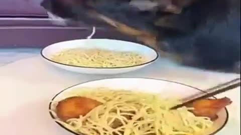 Funny Animals Video 2024 #24