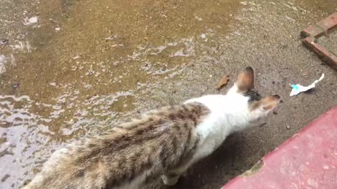 අපේ පුසා Ep3