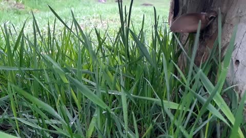 Spring rain sound with grass and tander (relax, rest, 10 min)