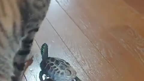 We never knew how social and playful turtles were until we have them a skateboard.