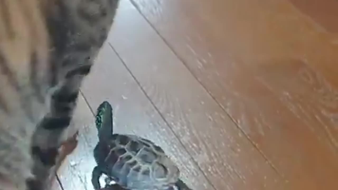We never knew how social and playful turtles were until we have them a skateboard.