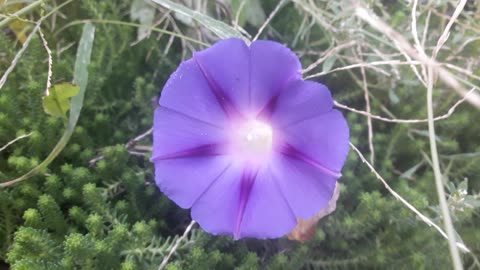 Morning Glory on a Summer Day