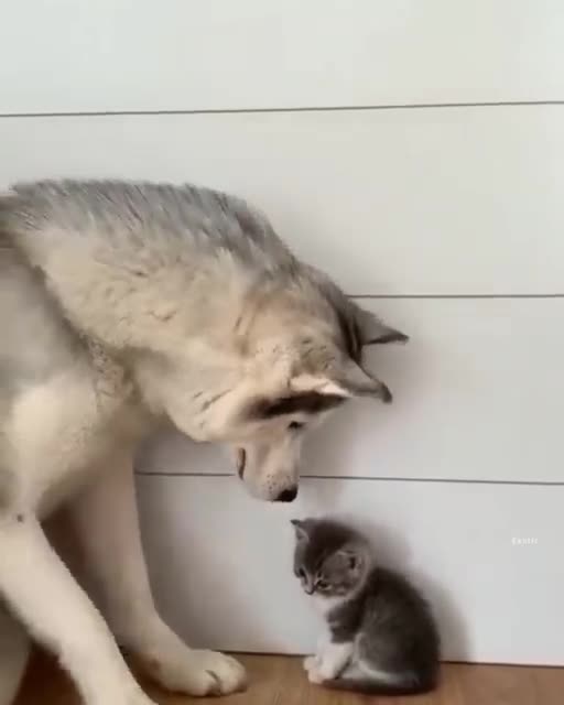 They are so cute 😍😍