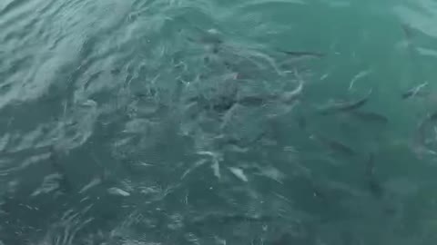 Feeding fish 🐠 is amazing