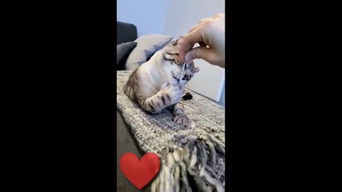 Playing with cute cat