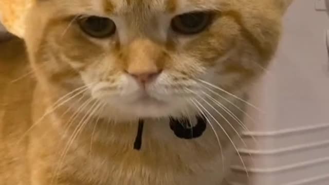 No, no, no, there will be no one without a cat
